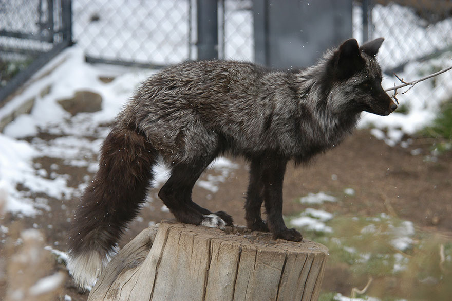 Black Silver Fox