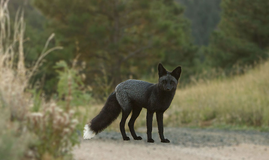 Black Silver Fox