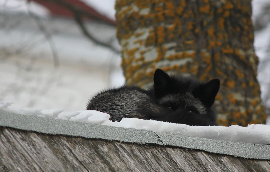 Black Silver Fox