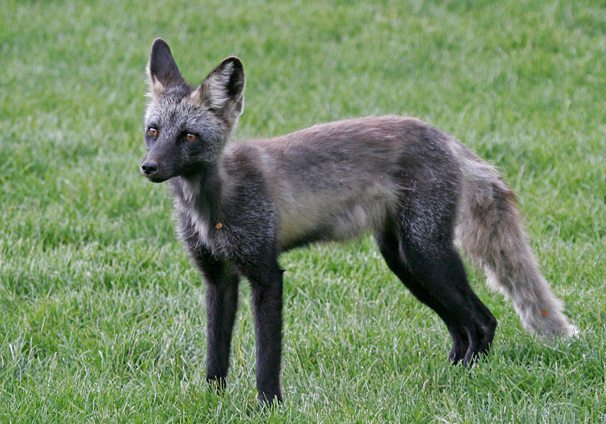 Black Silver Fox