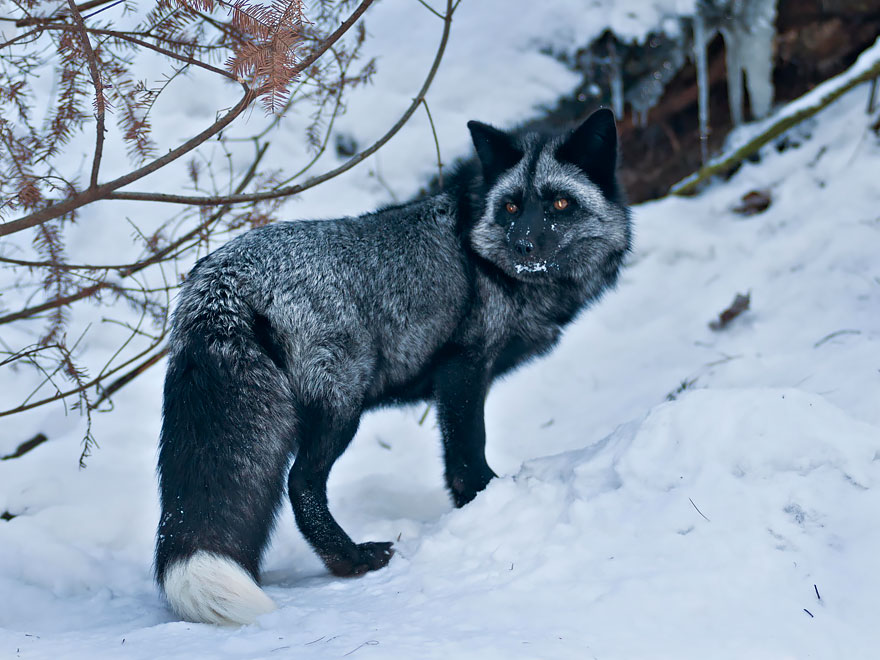 Black Silver Fox