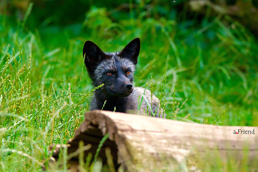 Black Silver Fox