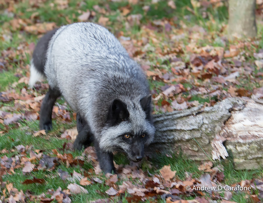 Black Silver Fox