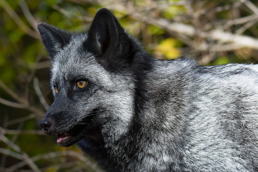 Black Silver Fox