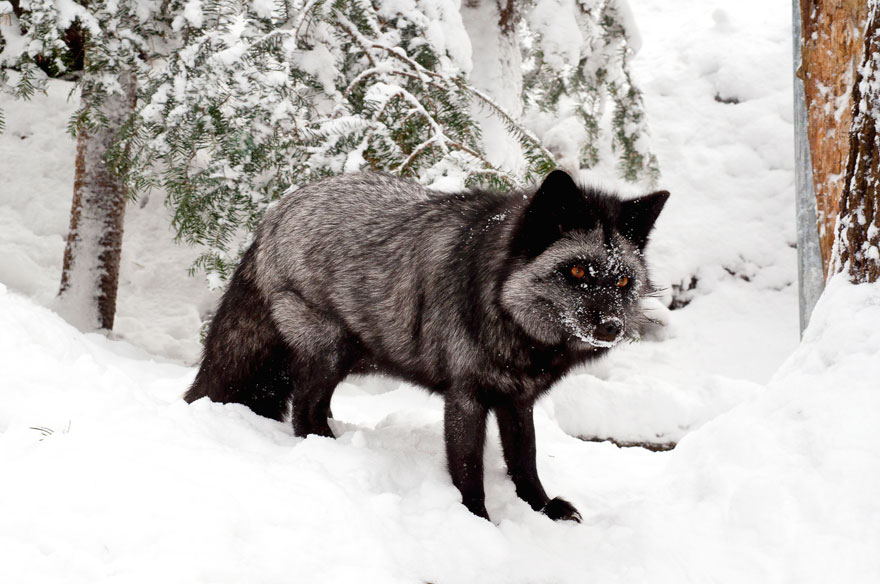 Black Silver Fox
