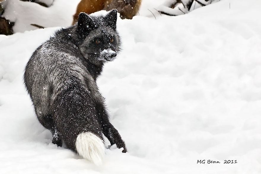 Black Silver Fox