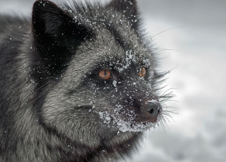 Black Silver Fox