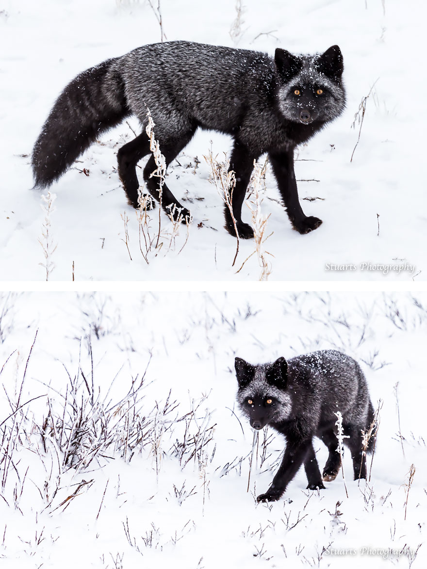 Black Silver Fox