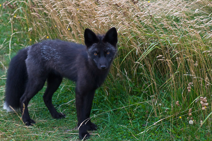 Black Silver Fox