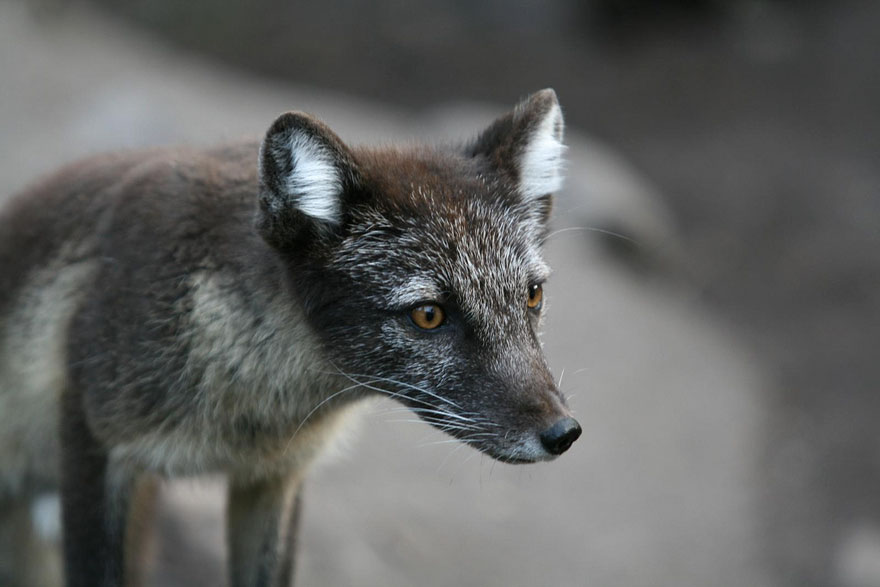 Black Silver Fox