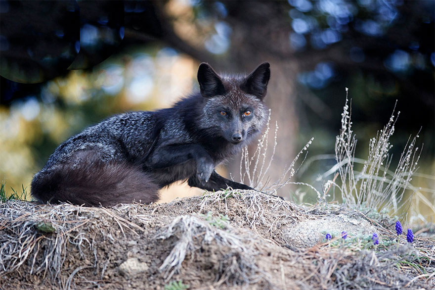 Black Silver Fox