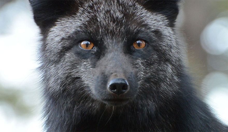 Black Silver Fox