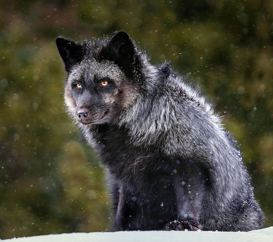 Black Silver Fox