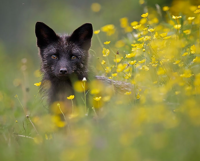 The Rare Beauty Of Black Foxes (45 Pics)