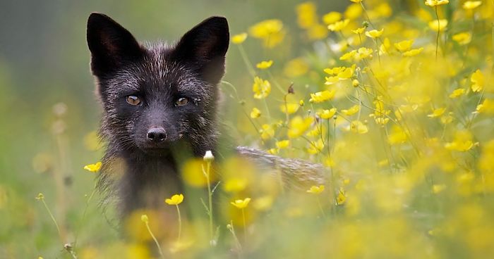 The Rare Beauty Of Black Foxes (45 Pics)