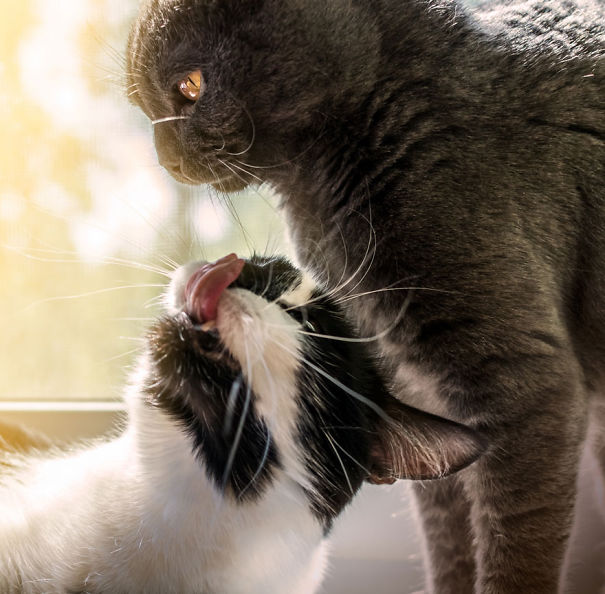 Two cats interacting affectionately by a window, capturing a Valentine's Day theme.