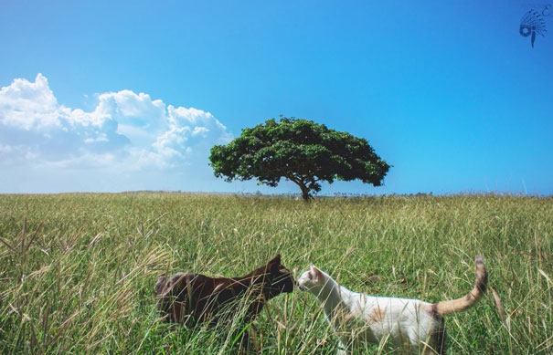 Two cats in a grassy field under a blue sky with a tree in the background, ready for Valentine's Day.