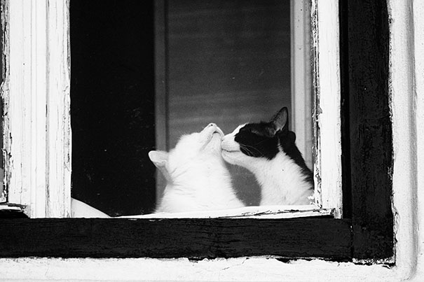 Cats in love, a white and a black cat nuzzling by a window, capturing a sweet Valentine's Day moment.