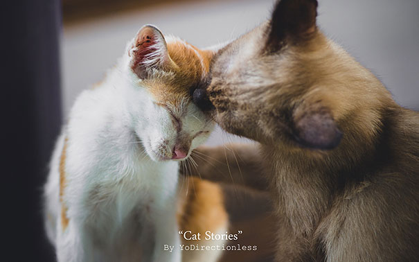 Two cats snuggling, one licking the other's head, capturing a tender moment as they prepare for Valentine's Day.