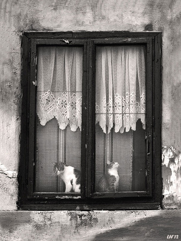 Cats by a vintage window, enhancing a charming Valentine's Day atmosphere.
