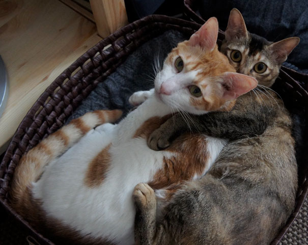 Two cats cuddling in a wicker basket, looking cozy and ready for Valentine's Day.