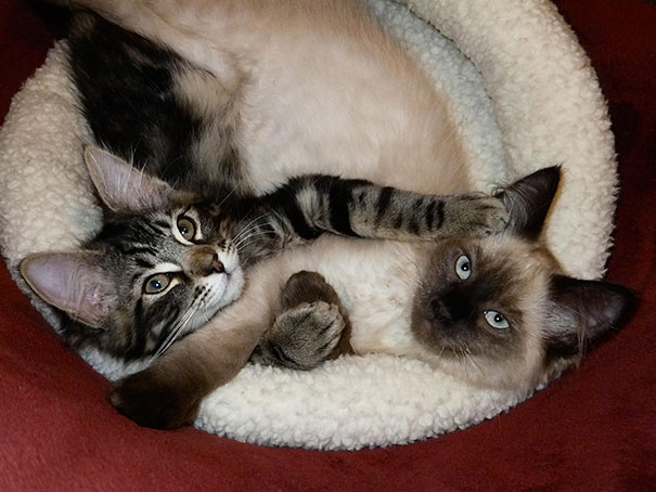 Two cats snuggling in a cozy bed, ready for Valentine's Day.