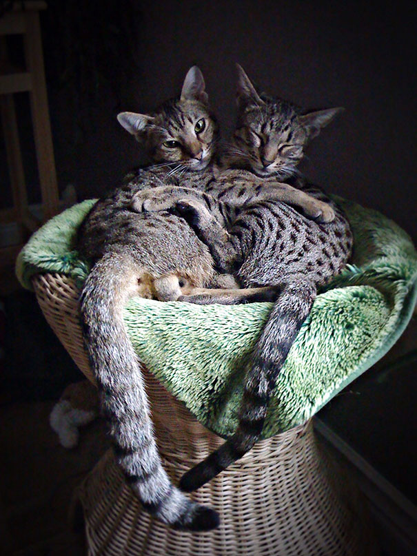 Two cats cuddling in a basket, resting together, ready for Valentine's Day, on a cozy green blanket.