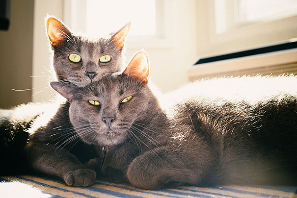 Two grey cats lounging together in sunlight, preparing for Valentine's Day.