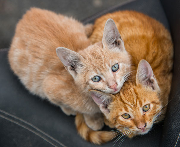 Two adorable orange kittens cuddling, symbolizing Valentine's Day readiness.