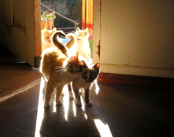 Cats in sunlight, forming a heart shape with their tails, ready for Valentine's Day.