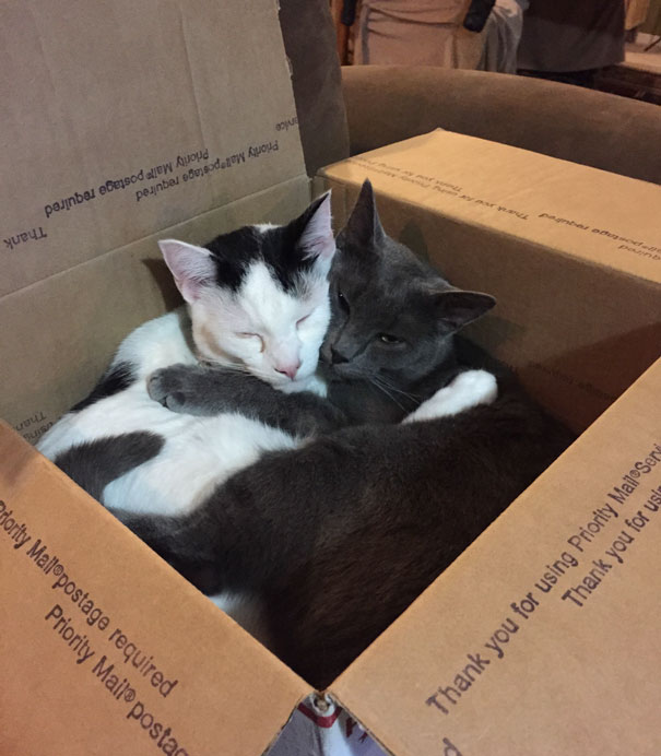 Cats cuddling in a box, ready for Valentine's Day with affectionate expressions.