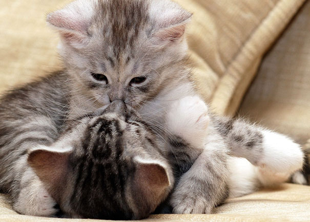 Two adorable kittens snuggling on a couch, embodying Valentine's Day love and cuteness.