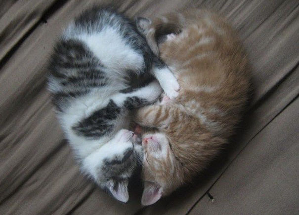 Two kittens cuddling in a heart shape, embodying Valentine's Day spirit.