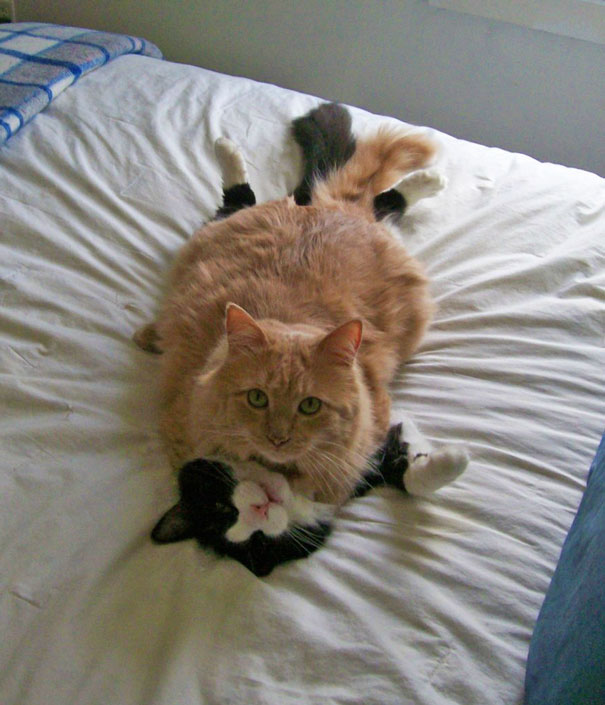 Two cats cuddling on a bed, one ginger and one black and white, looking cozy and ready for Valentine's Day.