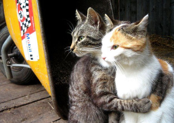 Two cats cuddling together, showcasing affection, perfect for Valentine's Day.