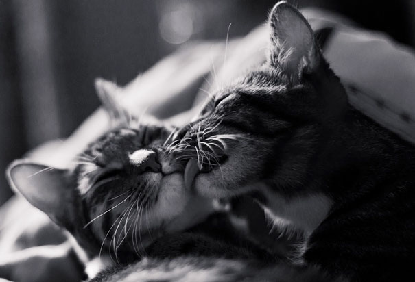 Two cats snuggling affectionately, capturing a loving moment perfect for Valentine's Day.