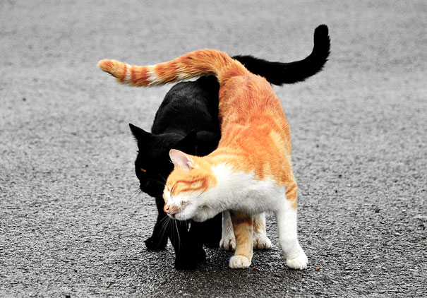 Two cats, one black and one orange, affectionately intertwining on a street, ready for Valentine's Day.