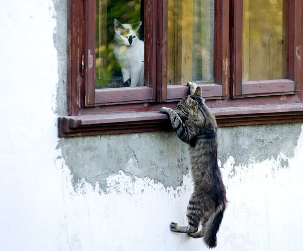 Cat climbing a window, peeking at another cat inside, getting ready for Valentine's Day.