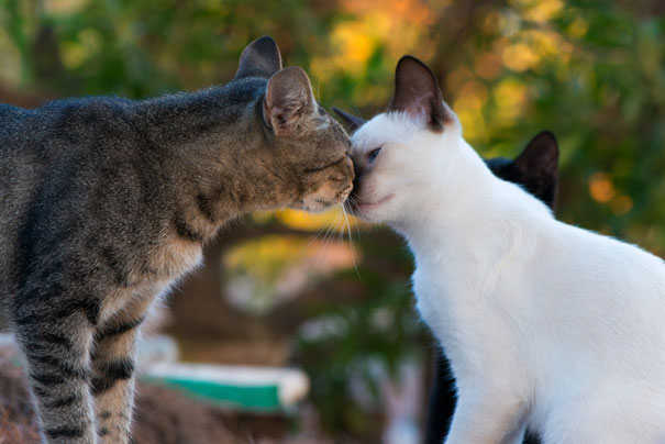 Two cats touching noses in a sweet gesture, with soft focus background, capturing a Valentine's Day vibe.