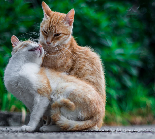 Two cats affectionately cuddling, conveying a Valentine’s Day theme, set against a blurred garden background.