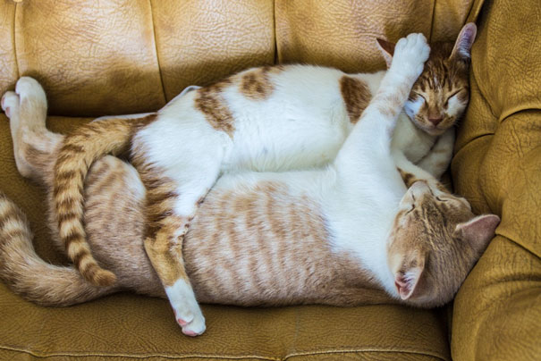 Two cats cuddling on a couch, embodying Valentine's Day affection.