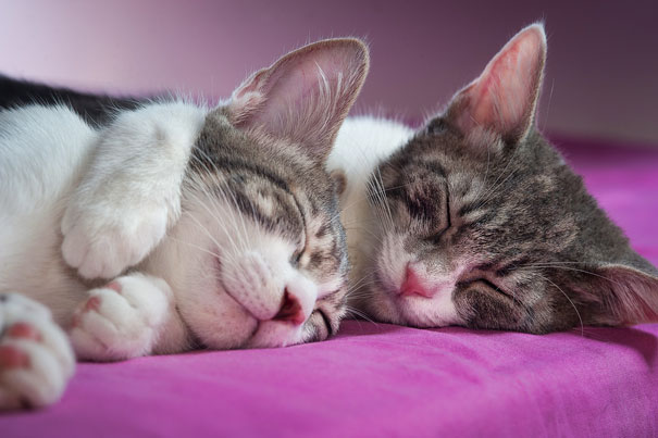 Two cats snuggling on a pink blanket, ready for Valentine's Day.