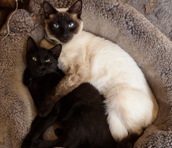 Two cats cuddling in a cozy bed, ready for Valentine's Day.