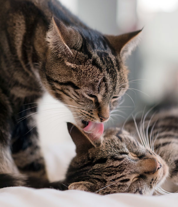 Two cats grooming each other, showcasing affection, perfect for Valentine's Day theme.
