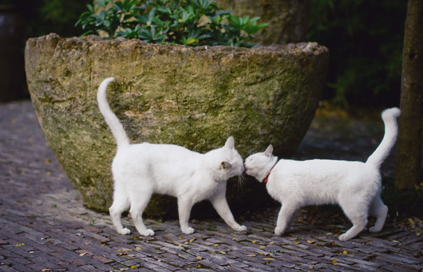Two white cats touching noses near a large stone planter, ready for Valentine's Day.