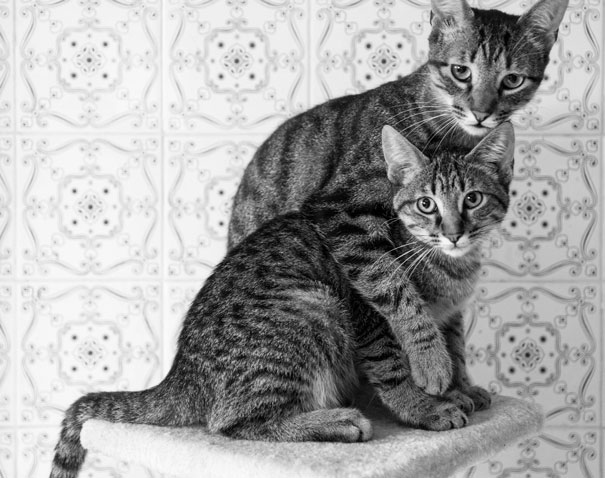 Two cats sitting together on a perch against a patterned background, preparing for Valentine's Day.