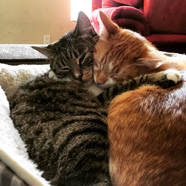 Two cats cuddling on a sofa, showcasing their affectionate bond.