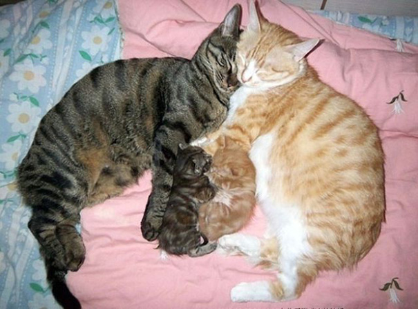 Cats cuddling with kittens on a pink blanket, showcasing their affection.