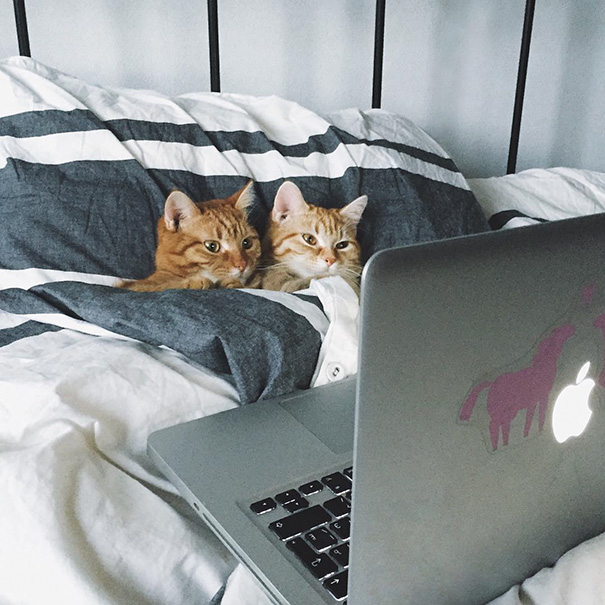 Two cats snuggled in bed, watching a laptop screen, ready for Valentine's Day.