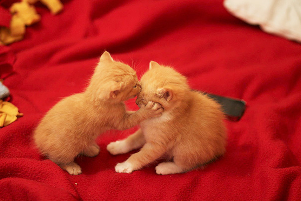 Two playful kittens on a red blanket, showcasing their cuteness for Valentine's Day.